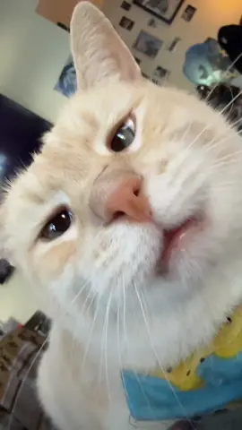 HOW COULD YOU NOT LOVE THIS DROOLY MAN 💔💔 #cat #cats #catsoftiktok #siamesecat #crosseyedcat 