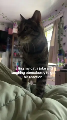the way he just looked at me LMAOOO #cats #trend #tellingmycatajoke 