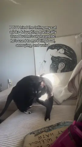 #catsoftiktok #meow #weirdo 