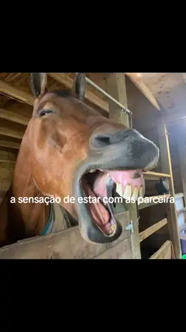 te amo piranha #amigas #mulherdepreso🔓🕊👫💍 #cavalos 