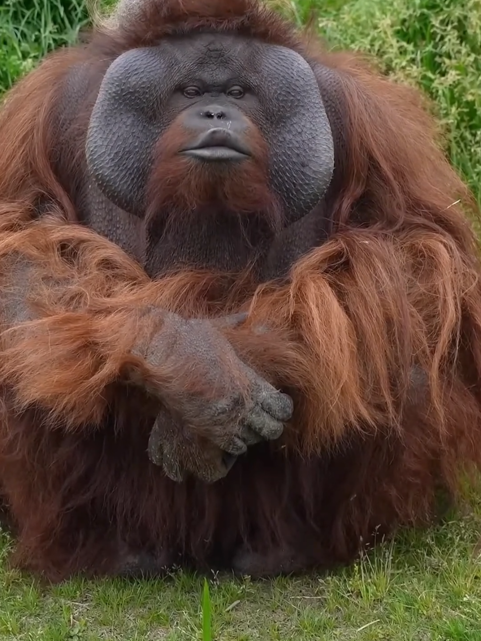 Será essa a próxima espécie dominante? #curioso #bichos #animais 