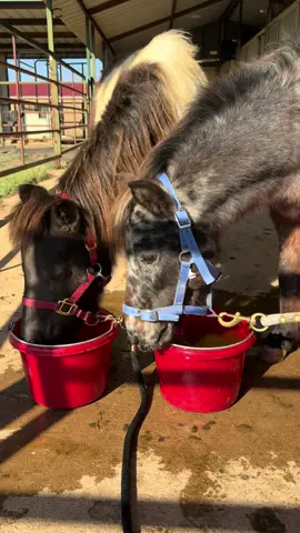 Today on the menu we have: Beetroot, Peppermint Carrot, Pumpkin Cinnamon Oat & Carrot Turmeric. We think the Beetroot was the favorite, Peppermint Carrot a close second 🥰 We often try to find enrichment ideas for our horses, have any ideas? Or want to see us try something? Let us know, we would love to hear it!