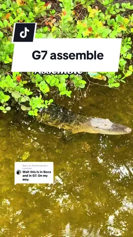 Replying to @TheStoryDude catch us outside! 🐊 #g7 #geoup7 #florida #boca #daggerwingnaturecenter  