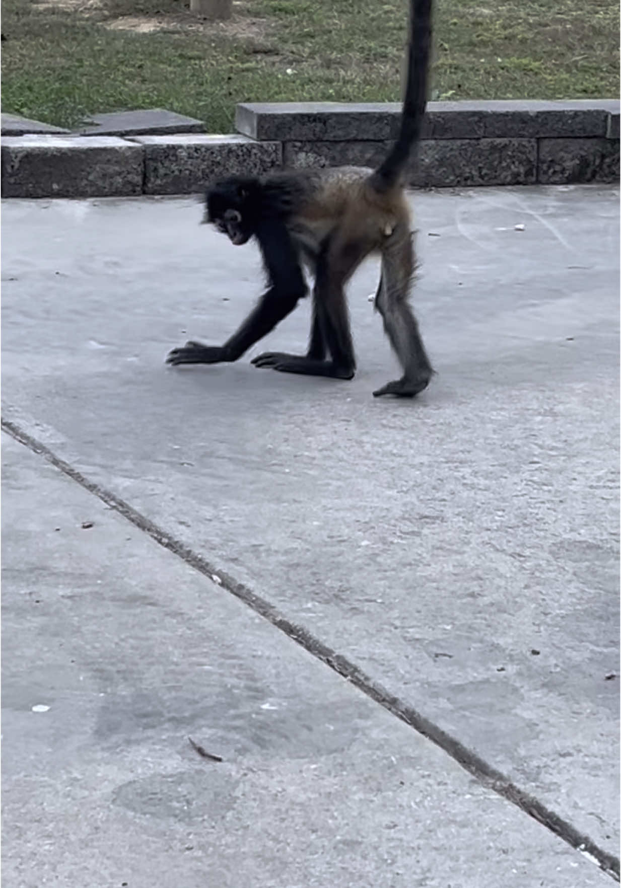 Put it in reverse Froggy🤣