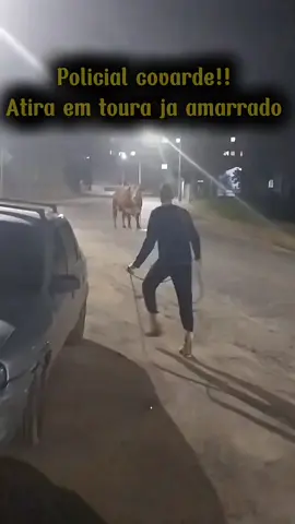 Polcia atira em touro ja amarrado deixe suas opinião #noticias #policia #viral #touro #noticiastiktok 
