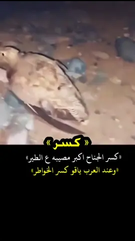 #في هذا اليوم 