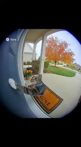 Ring doorbell #fyp #ai #cat #ringdoorbell #viral 