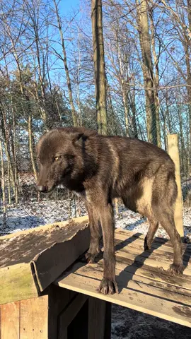 #wolfdog #highcontentwolfdogs #intenselove #yelloweyes #wolfdogs 