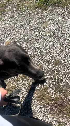 Older dogs learning new tricks! 