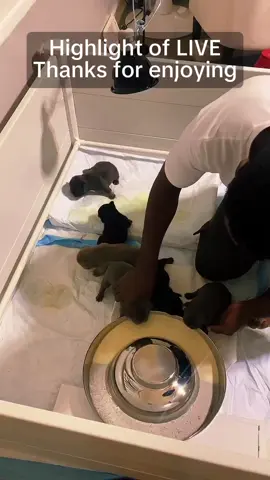 Thanks for all your Gifts and appreciation. You guys mean the world to me.#tiktoklive #livehighlights 