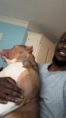 He wanted me to pick him up. #americanbully #dogloversoftiktok #dogs 
