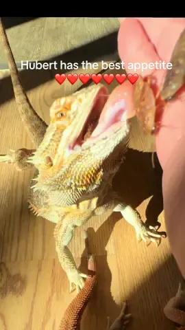 Aslan is always a menace. Enjoy Hubert’s BIG appetite. She LOVES her roaches. #mainecoon #beardeddragon #PetsOfTikTok #catsoftiktok #petlover 