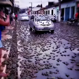 Lazy edit 💔|| Weather Report edit🔥 || Song: MONTAGEM GRITOS TALENTO || #jojonokimyounabouken #jojosbizarreadventure #stoneocean #weatherreport #jjbaedit 