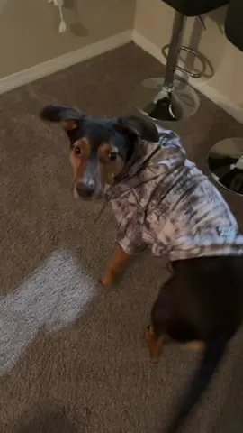 Vegas is getting colder. which means its that time of year I get Salem new sweaters. Look at his newest one. We love it 🖤 #furrypuppie 
