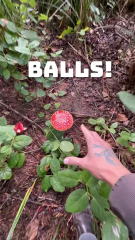 You Will Not Believe This‼️🍄😱 This bright red organism with white spots looks like it’s straight out of a fairytale but it’s very real and incredibly fascinating. Known as Amanita muscaria, it contains powerful compounds called muscimol and ibotenic acid which can cause hallucinations, dizziness, and vivid dreamlike experiences. Despite its beauty, it’s highly toxic and has been used in ancient rituals for thousands of years across Siberia and Northern Europe. Some scientists even believe it may be the origin of the Santa Claus flying reindeer myth because reindeer have been seen eating them and acting strangely afterward. ⚠️ I do not encourage, condone, or recommend the use of this species. This is for educational purposes only. #nature #Science #educational