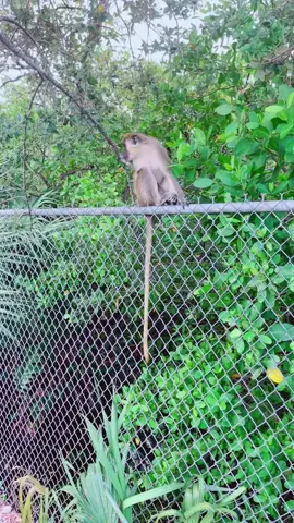 #monkeylife #monos #monkeytok