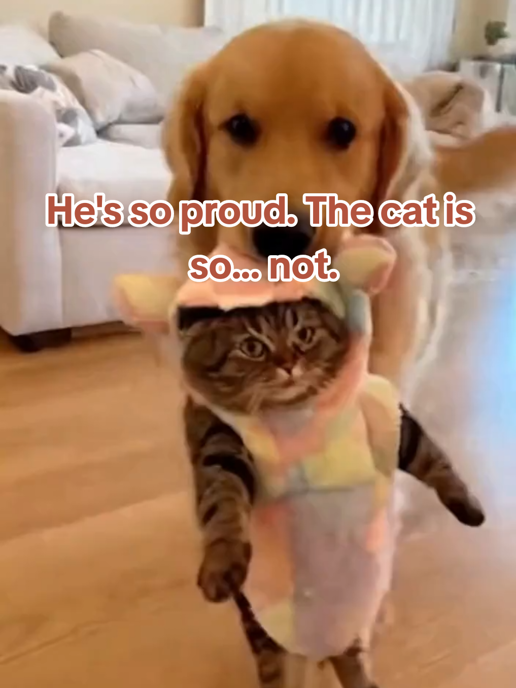 The dog is so proud. The cat... is not. The disrespect is real. 😂 #PawsitivelyChaotic #FunnyCat #CatCostume #AIPets #fyp 