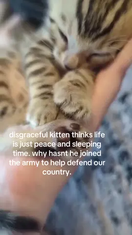 his name is salvatore edward anthony vulcano btw. #spirituality #kitty 