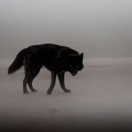 The black wolf is a rare and stunning form of the gray wolf. Its dark fur gives it a mysterious, powerful look, glowing under moonlight. Strong, loyal, and graceful, the black wolf moves through the wild with quiet elegance and confidence. #blackwolf #wolf #wolfs #graywolf #animal 