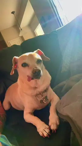 #fyp #thepaisan #dogs #chiweenie #fortsill 