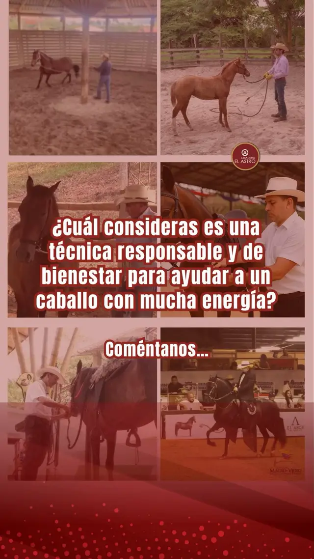 Y acompañarlos de forma responsable es parte del verdadero arte del bienestar equino 🌿✨ Más que “controlarlos”, se trata de entender su naturaleza, canalizar su energía con ejercicio, buena rutina y manejo consciente 🤝💛 Ahora cuéntanos 👇 👉 ¿Cuál consideras una técnica responsable y de bienestar para ayudar a un caballo con mucha energía? #viveapasofino #aprendedelccc #caballoscolombianos #feriasequina #reglamentoecuestre     
