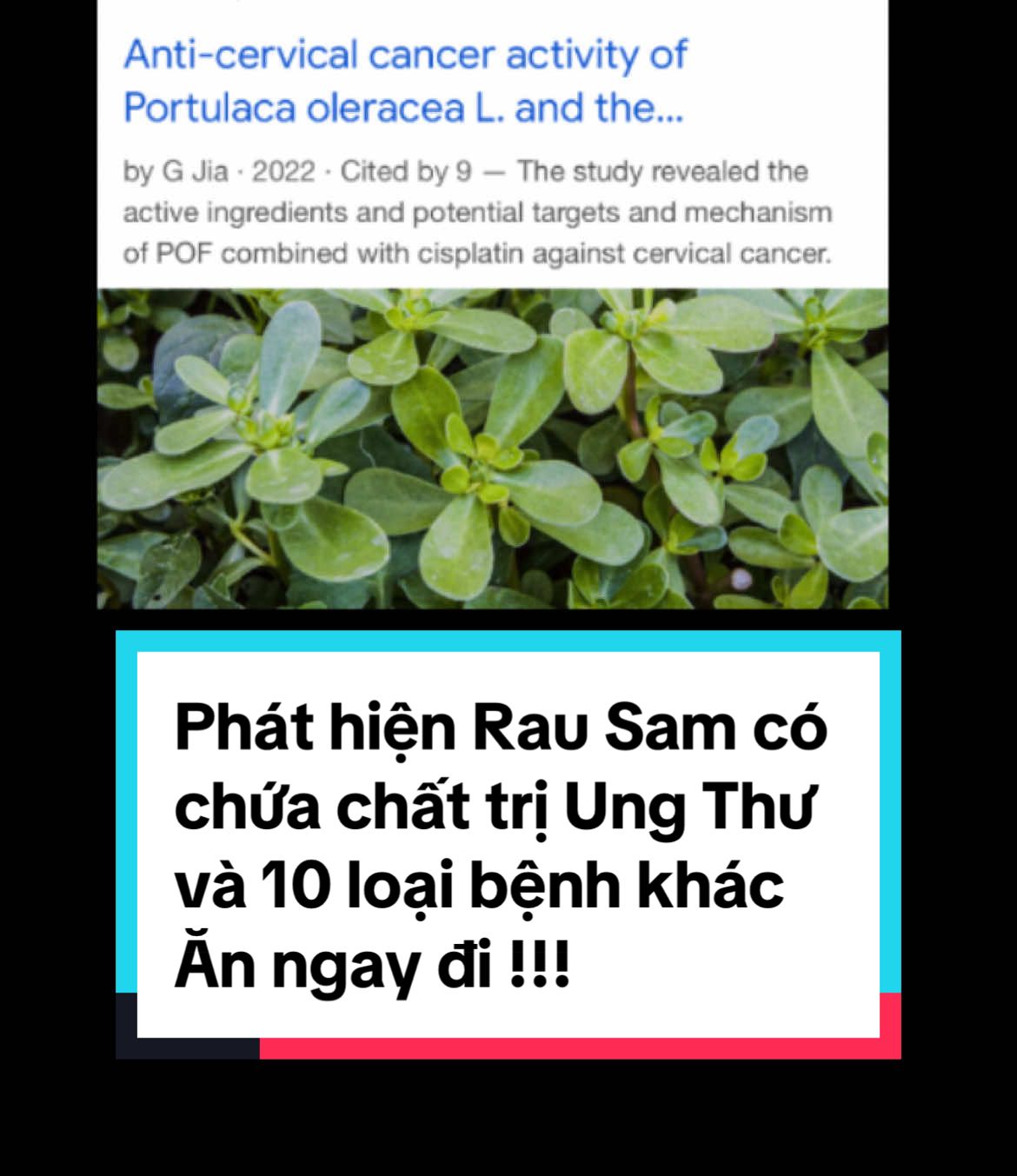 Rau Sam trị ung thư và nhiều bệnh khác 