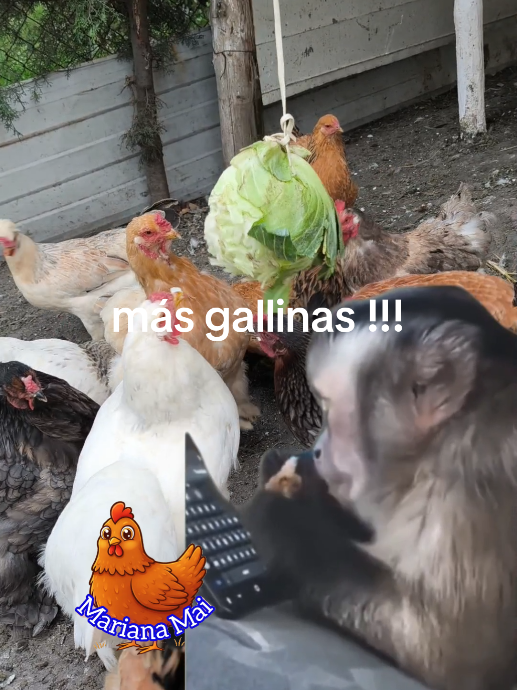 porque 50 no son suficientes jajajaj #mascotastiktok #avicultura #Meme #MemeCut #CapCut 