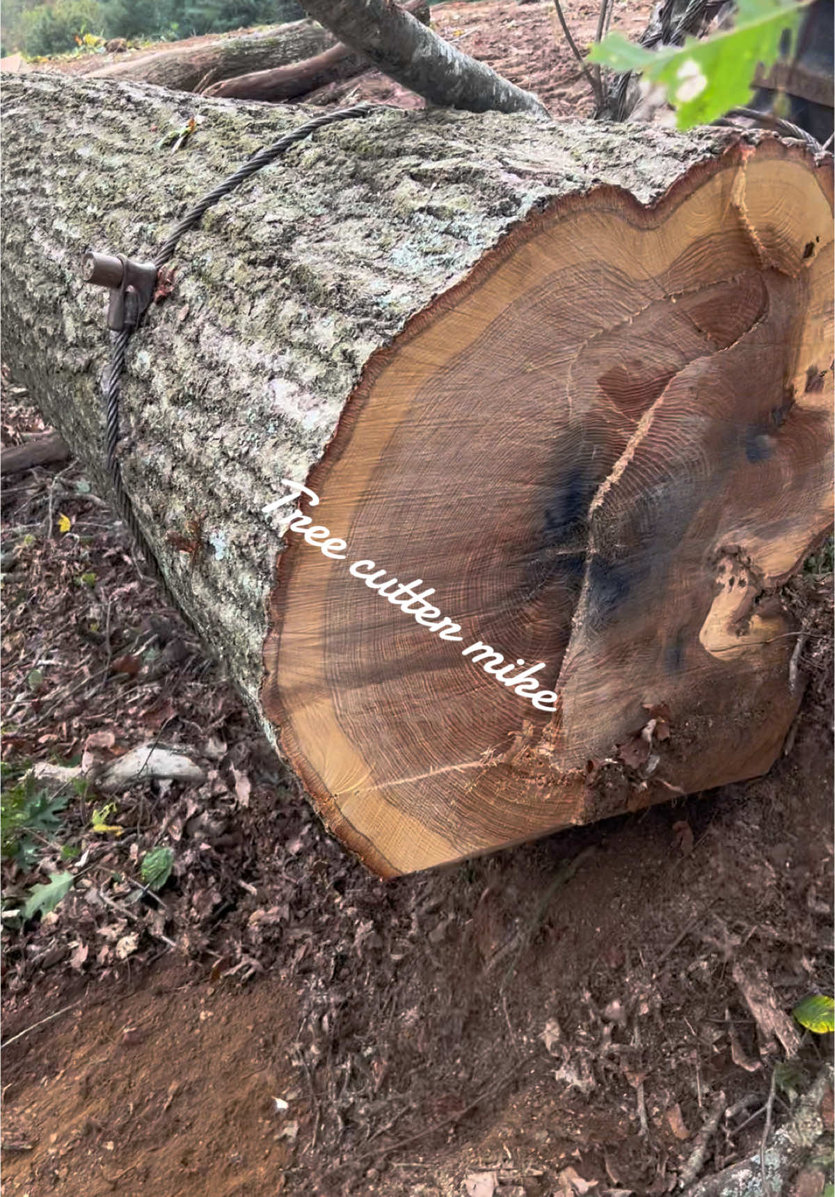 #timberjack240 #winching #woodgrain #562XP #xcutchain #kleinhardhats #oldschool #loggerlife #loggertok 