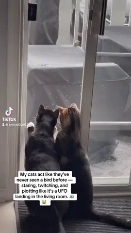 My cats act like they’ve never seen a bird before — crouching, wide-eyed, tails flicking, like they’re in a National Geographic special called “The Stupidest Predators Alive.” Every chirp sends them into full detective mode, plotting, whispering to each other, “Do we attack? Do we negotiate?!” Meanwhile, the bird’s just like, “Bro… chill.