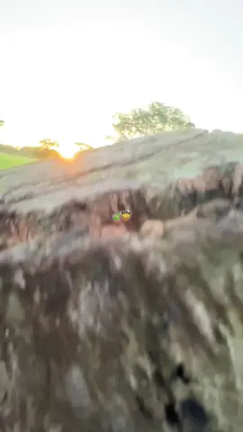 Ya están floreando los dragos #videoollano #tambonito #caballos #venezuela 