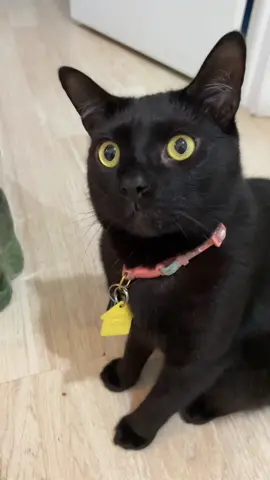 🤩#creatorsearchinsights #trending #goviral #catsoftiktok #fypシ 