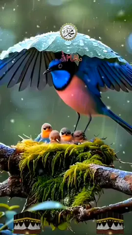 #صباح_الخير #اصبحنا_واصبح_الملك_لله #صباحكم_سعادهـ🌸🍃 #صباحكم_أحلى_صباح🌹🌹 #صباحكم_معطر_بذكر_الله💚🌹🌿🌷😍🌸🙏 