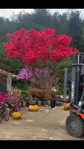 Hoa gì mà đẹp thế mn #bonsai #caycanh #Vườn #cảnhquan #trieuview 