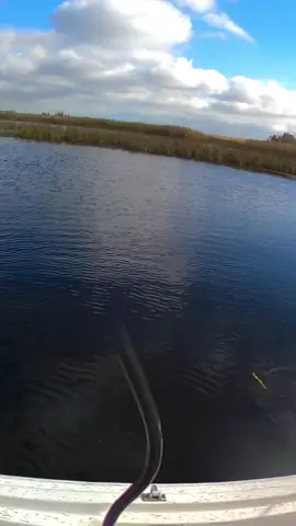 Coming from a background with little to no musky experience, this was crazy to see #swimbait #glidebaits 