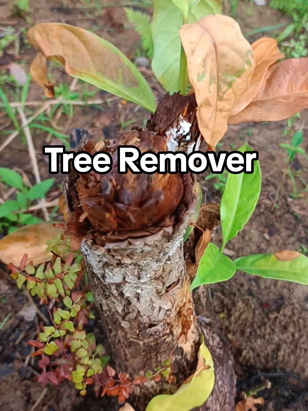 Tree remover, tree killer grass killer effective po sya dahil napatunayan kuna. #treeremoval #treekiller #grasskiller #grassremoval #farmer 