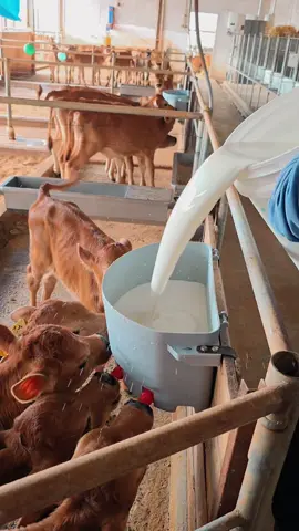 usamos os amamentadores da bastam coletivo após os 20 dias de nascimento. 