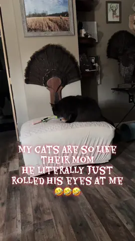 #trending #cats #catsoftiktok 