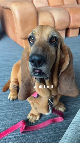 tis the season 🍎 #bassethound #dogsofnyc #dogschewing #cutedog