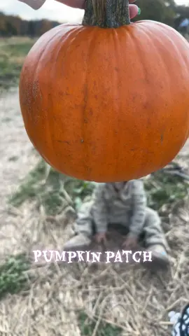 #pumpkin #pumpkinpatch #trending #creatorsearchinsights 