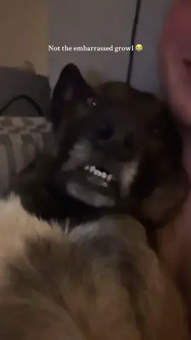 #belgianmalinois #shepherd #funnydog #dogsoftiktok #fypシ 
