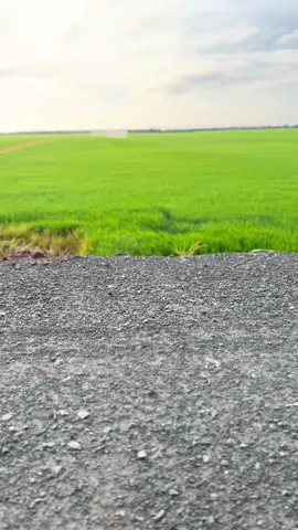 #sángchilltốichiều 