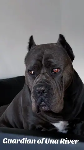 #ermincosic #dogsoftiktok #canecorso #foryou #videoviral 