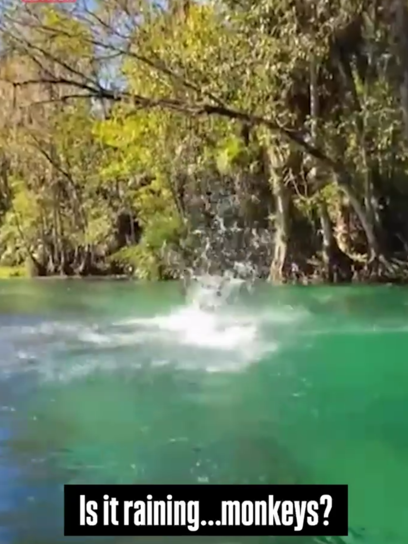 Is it raining monkeys in Florida? Kayakers at Silver Springs State Park were left stunned when dozens of rhesus macaques suddenly started leaping into the river. #Florida