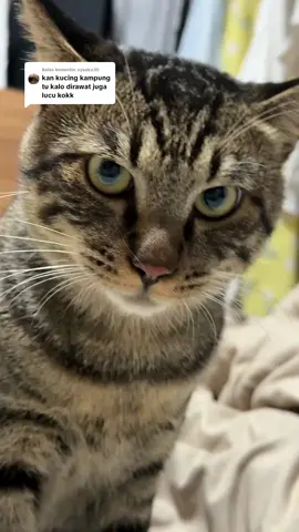 Membalas @ayaaira30 tess sound #kucing #kucingmujair #kucingmujaer 