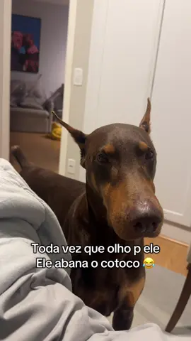 Eu olho, ele balança o rabo. Ai paro de olhar, ele para. Eu olho, ele balança dnv 😂 loooping infinito. #cachorro #doberman #nero