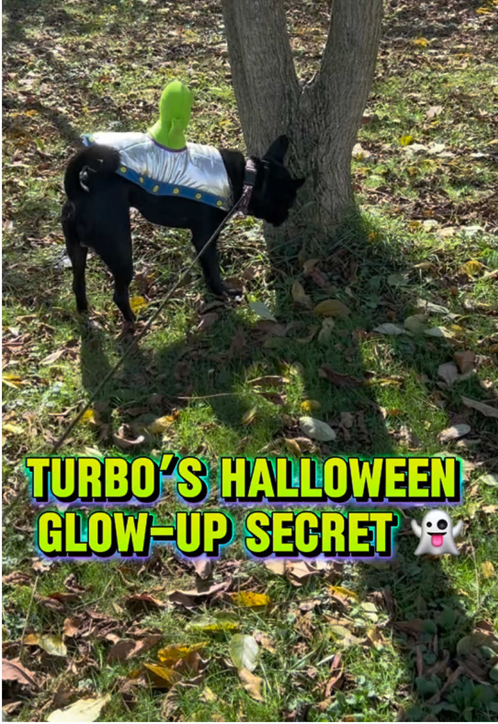 Turbo’s Halloween glam? Powered by @TailyPet Liquid Collagen 😍🐾 Keeps my coat soft, shiny, and camera-ready all spooky season long 👻✨ #Taily #doghalloween #DogCareTips #doghalloweencostume #DogHealthTips 