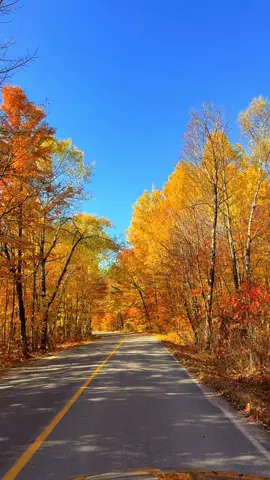 Driving through autumn feels like therapy 🤎💛 #FallVibes #AutumnMood #AutumnInCanada #FallRoadTrip #NatureLover     