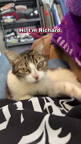 Gotta get that pesky eye out tomorrow! #cat #cats #ragingloons #feralcats #corpsekitties 