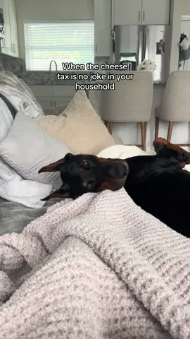 From 0 to need a piece of cheese right now, real fast😂 #dogsoftiktok 