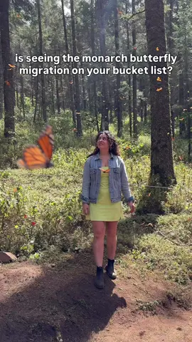 Join me on this bucket list trip ⤵️🦋✨ I’m hosting a women’s group trip to Mexico City and the world-renowned El Rosario Butterfly Sanctuary in February 2026 and I’d love for you to join me! We’ll start in Mexico City exploring must-visit landmarks and hidden gems, then head to the butterfly sanctuary to witness the incredible natural phenomenon of the monarchs at one of their overwintering sites. 𝗛𝗲𝗿𝗲’𝘀 𝗮 𝗽𝗲𝗲𝗸 𝗮𝘁 𝘄𝗵𝗮𝘁’𝘀 𝗶𝗻𝗰𝗹𝘂𝗱𝗲𝗱 𝗼𝗻 𝘁𝗵𝗶𝘀 𝘁𝗿𝗶𝗽 ⤵️ 🦋 Visit El Rosario Monarch Butterfly Sanctuary during peak migration 🏰 Explore Chapultepec Castle 🎨 Step inside Casa Azul, the former home of Frida Kahlo 🎶 Cruise the colorful canals of Xochimilco 🎈 Take an optional hot air balloon ride over Teotihuacán 🌆 Wander Mexico City’s markets, neighborhoods, and more 🍽 Enjoy group lunches and dinners, plus free time to explore on your own 𝗜𝗻𝗰𝗹𝘂𝗱𝗲𝗱: ✔️ Airport transfers ✔️ Local transportation ✔️ Hotels ✔️ Entry fees ✔️ And more This trip blends culture, history, and nature with some unforgettable moments in one of the world’s most vibrant cities. 🦋 Comment MXTRIP to sign up for more info and receive a special discount when you book your spot 🦋 📌 Save this if Mexico City or the Monarch Butterfly Migration is on your bucket list  👯‍♀️ Share with a friend you’d love to travel with Follow @lewildexplorer for updates on this trip + more bucket list travel ✨ #MonarchButterflies #MexicoCityTravel #MexicoBucketList #LeWildExplorer Monarch Butterfly Migration tour • Group trips for women • Mexico City itinerary • Things to do in Mexico City